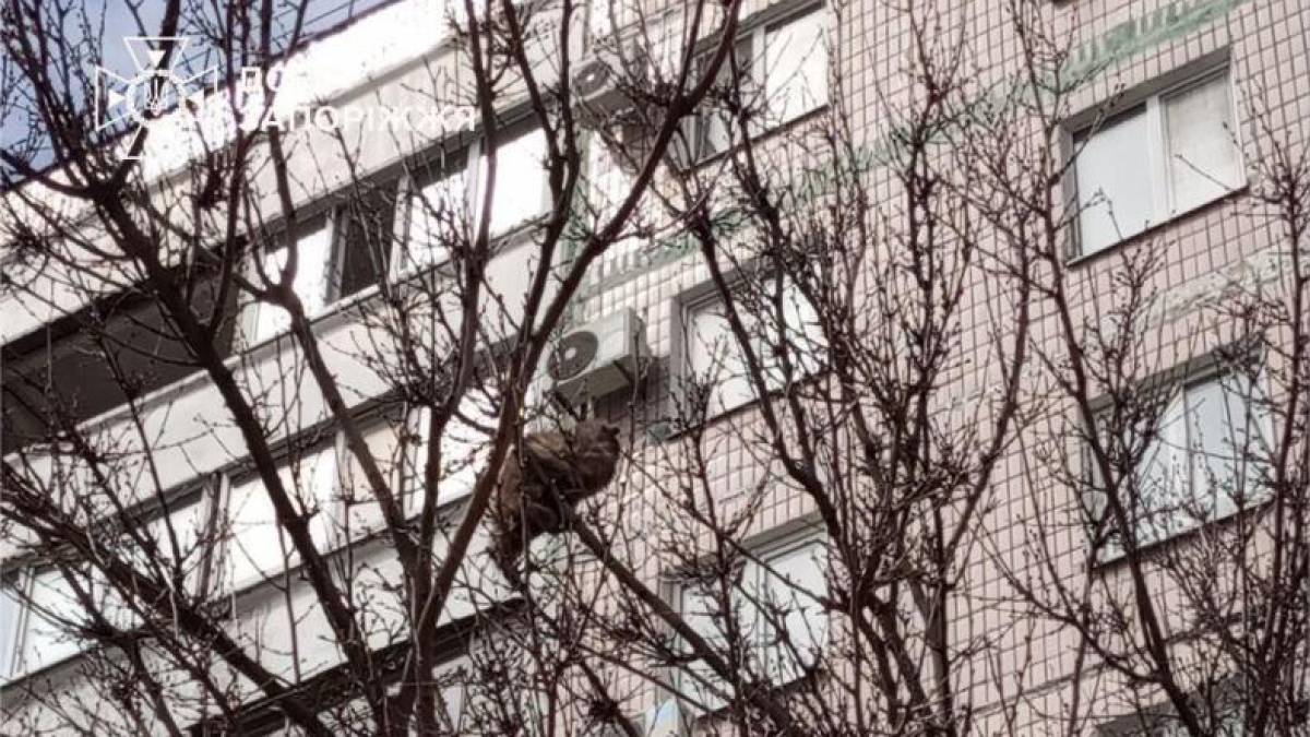 У Запоріжжі врятували котика, який застряг на високому дереві (фото)