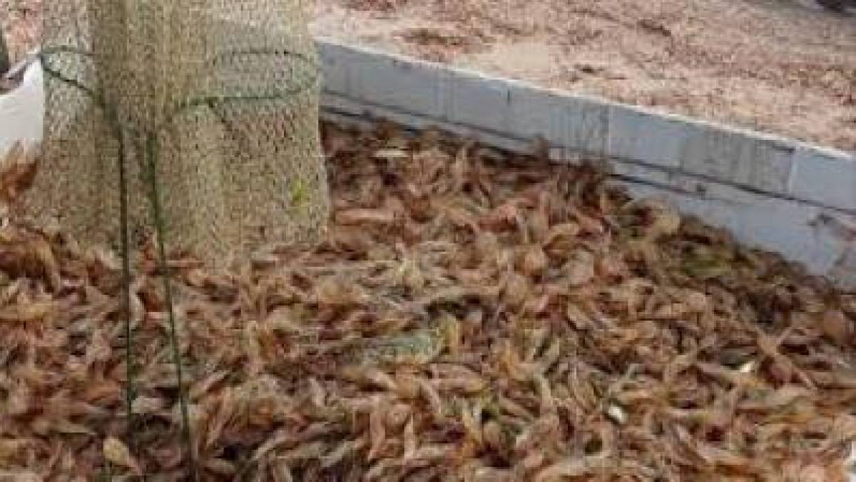 Окупанти знищують біоресурси Азовського моря