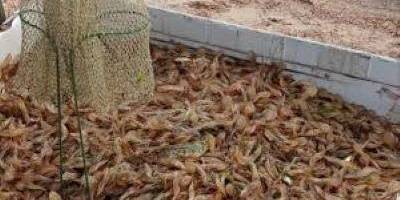 Окупанти знищують біоресурси Азовського моря