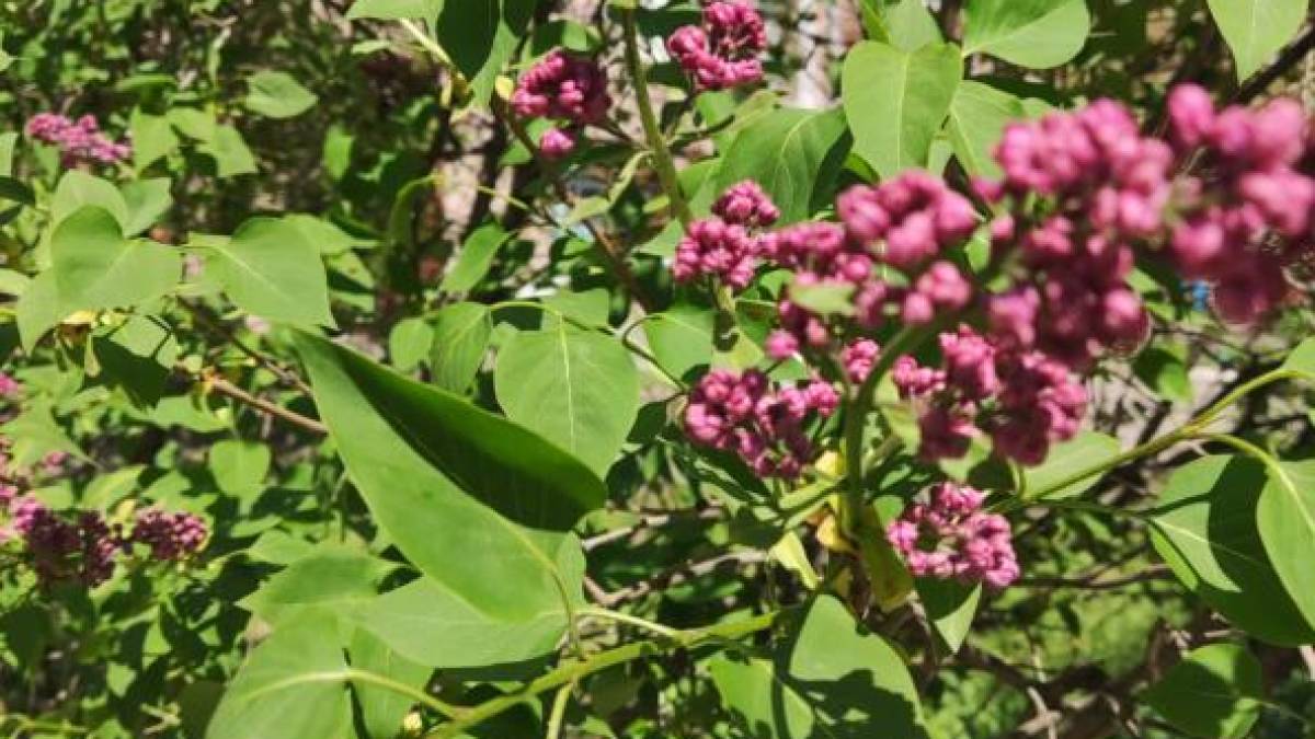 Якою буде погода на святкові вихідні у Запоріжжі та області: прогноз синоптиків