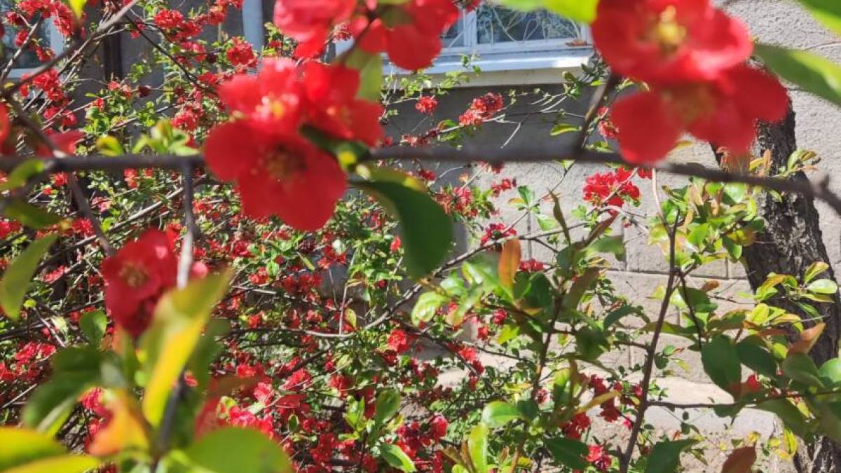 Якою буде погода в Запоріжжі в перші три дні тижня – прогноз синоптиків
