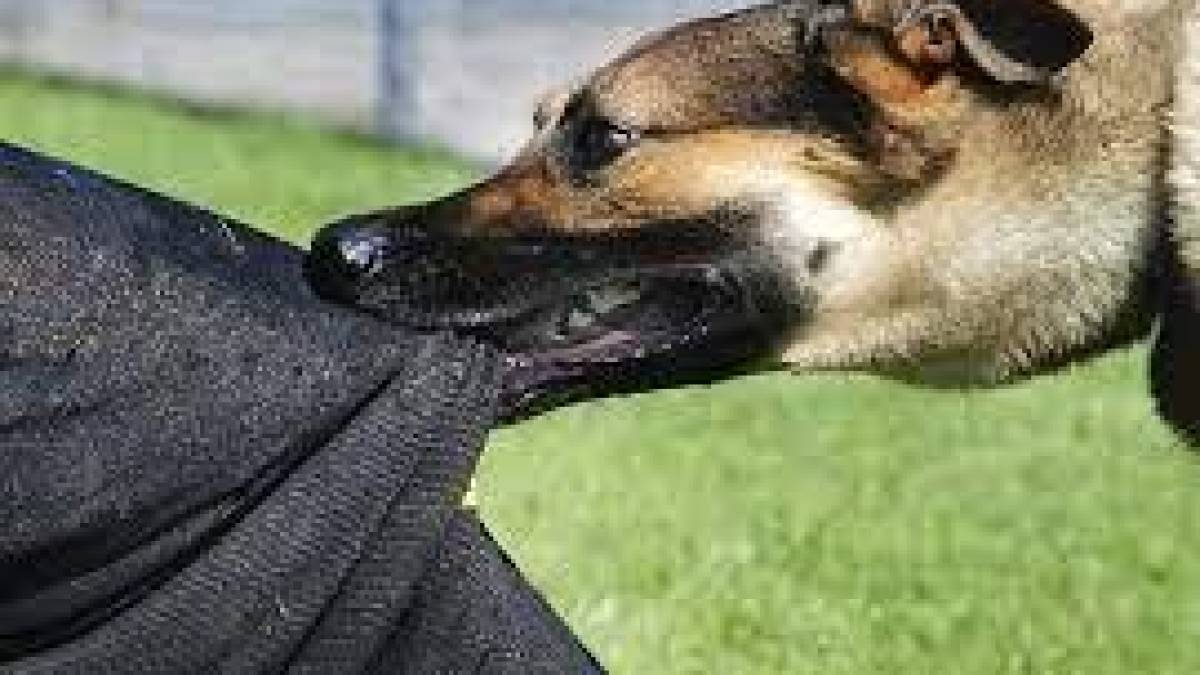 Мешканці Запоріжжя страждають від нападів тварин