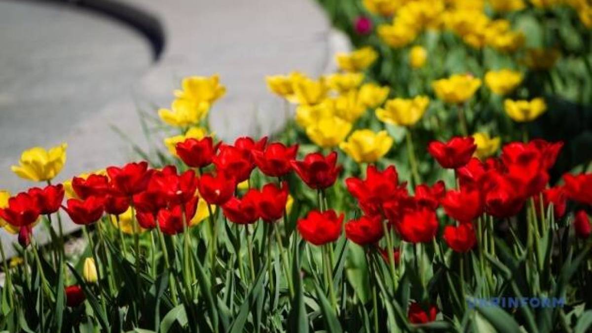 В Україні завтра буде найтепліше в Європі — синоптик