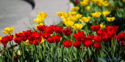 В Україні завтра буде найтепліше в Європі — синоптик
