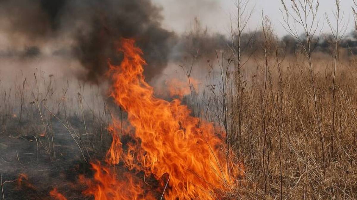 На Запоріжжі чоловік сплатив багатотисячний штраф за підпал трави