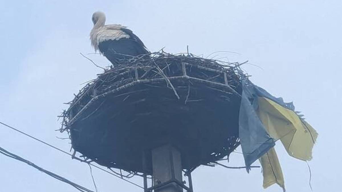 На Закарпатті лелека приніс до гнізда прапор України (доповнено)