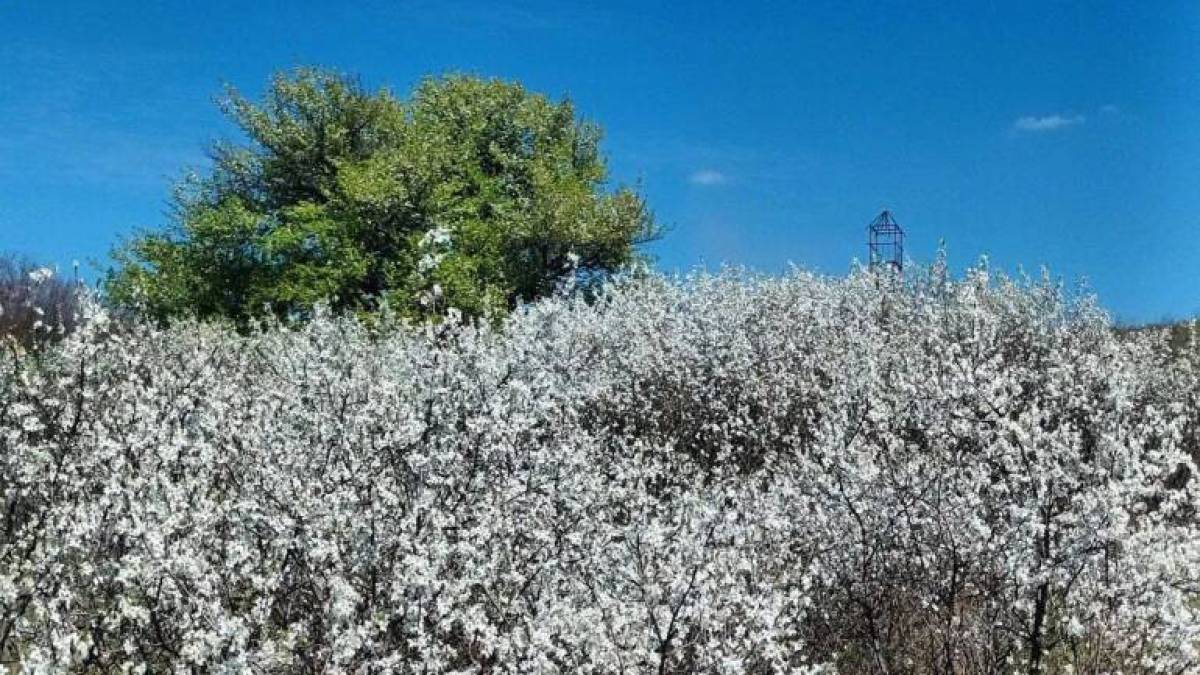 Якою буде погода в Запоріжжі в перші три дні тижня – прогноз синоптиків