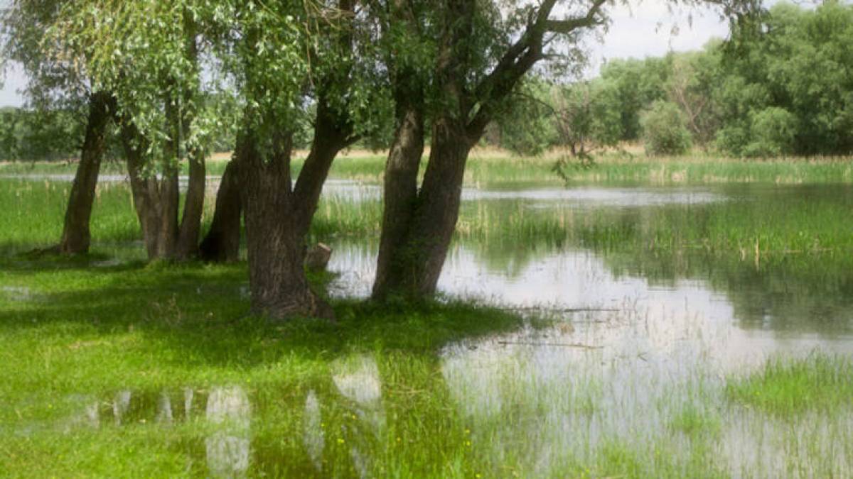На Запоріжжі 25 гектарів лісу через суд повернули державі