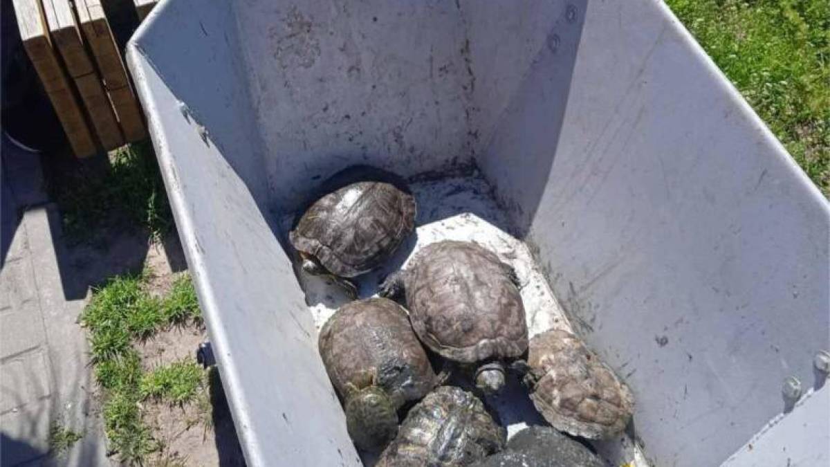 У парку Запоріжжя врятували черепах із обмілілих озер (фото, відео)