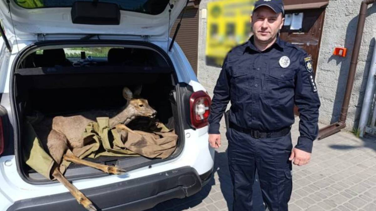 На Запоріжжі поліцейські врятували знесилену козулю (фото)