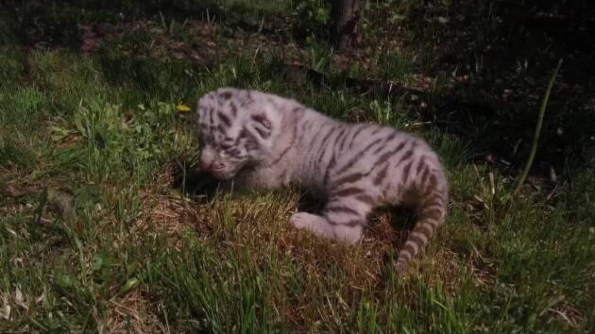 В Екопарку під Харковом народилися білі тигренята