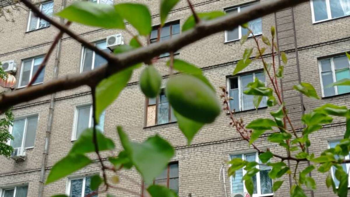 Запорізькі абрикоси ображені у найкращих почуттях: п’ять рокі урожаю не буде?