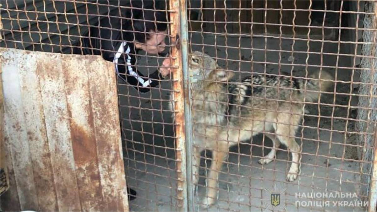 По вулицях спального району Запоріжжя розгулював вовк