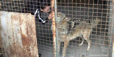 По вулицях спального району Запоріжжя розгулював вовк