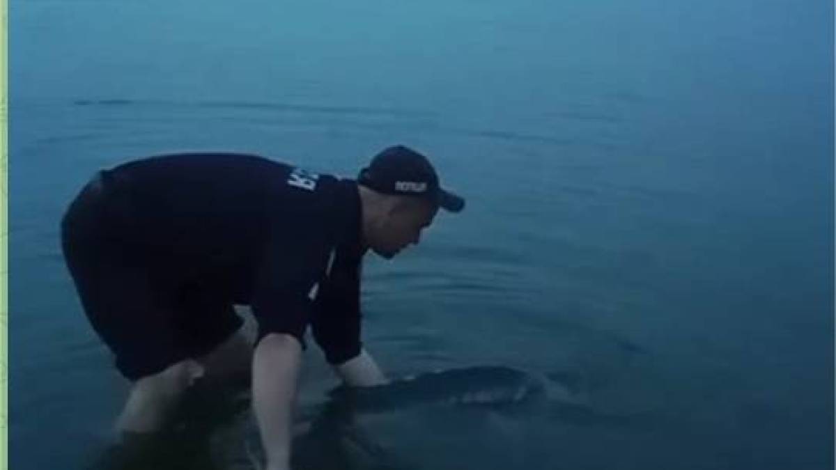 У Запоріжжі врятували рідкісну рибу (відео)