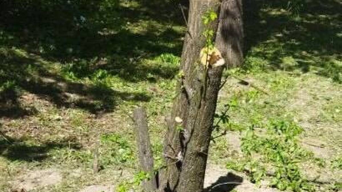 У Запоріжжя зафіксовано факт знищення зелених насаджень