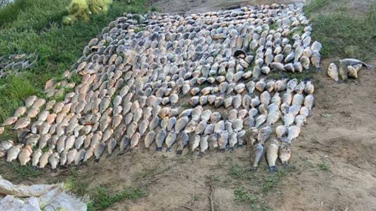 Результати рибоохоронного рейду на Дніпровському водосховищі