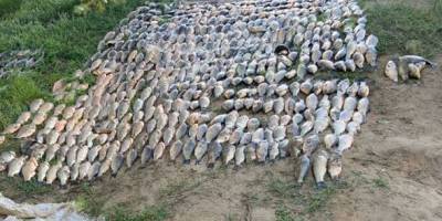 Результати рибоохоронного рейду на Дніпровському водосховищі