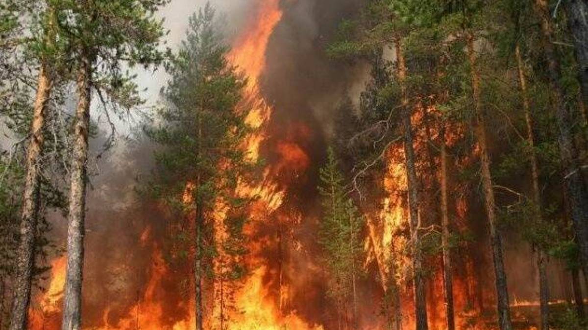 Канадська провінція оголосила надзвичайний стан через лісові пожежі