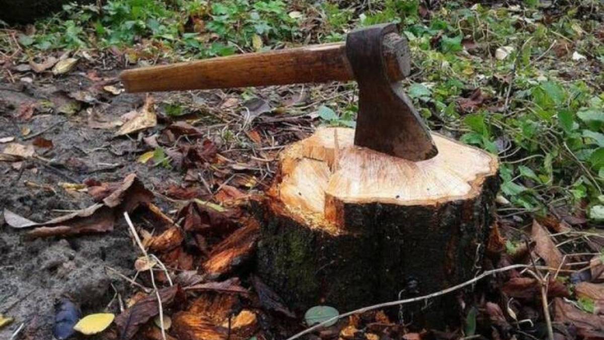 У Запоріжжі затримано порушника, який знищував зелені насадження