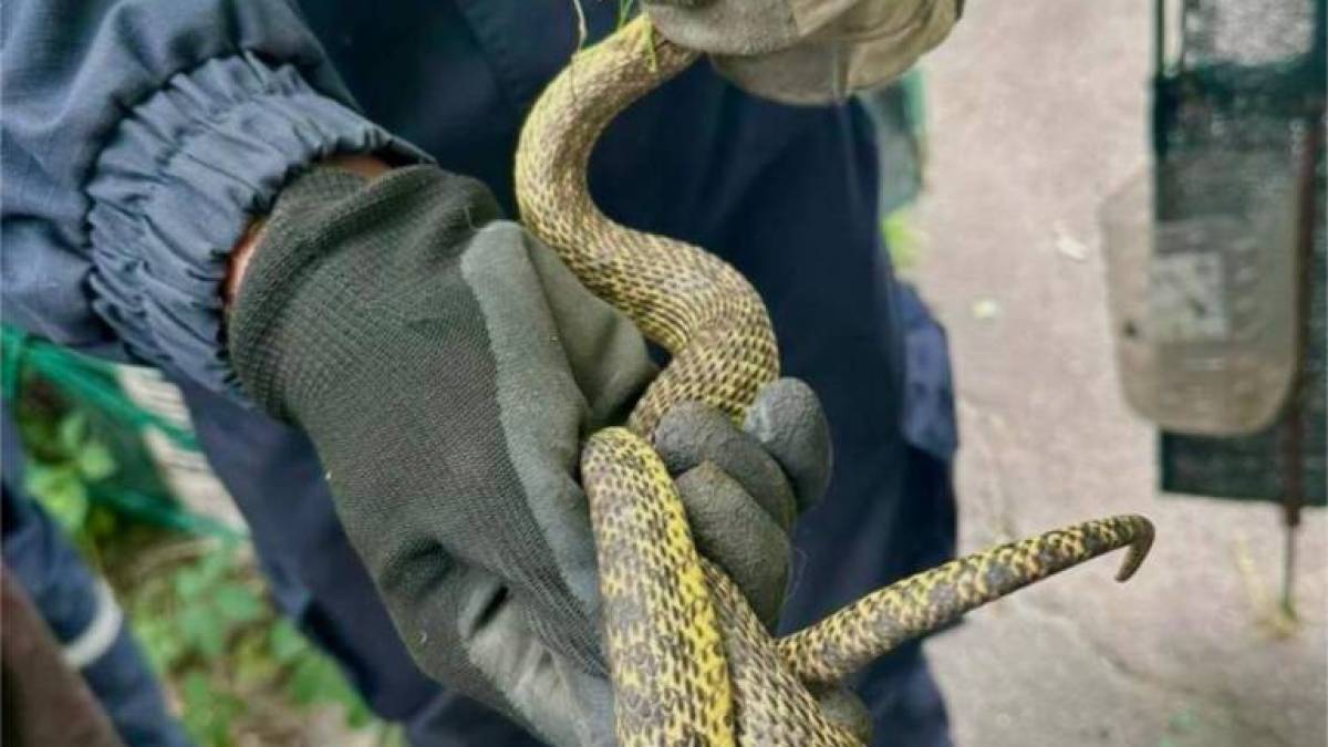 У Запоріжжі змія заповзла на балкон квартири