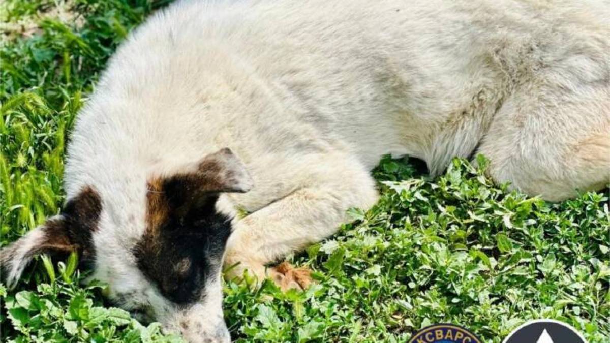 У Запоріжжі собака Барон два місяці прожила в каналізаційному колекторі