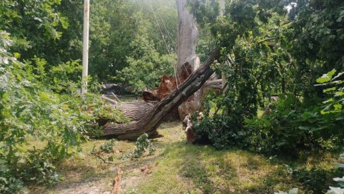 У Запоріжжі легендарний 700-річний дуб втратив свою останню живу гілку (фото)