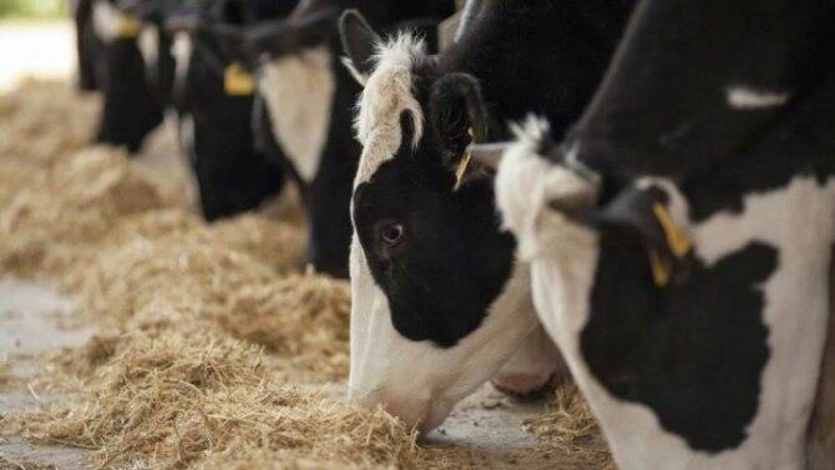 У Держпродспоживслужбі відповіли запоріжцям, для чого потрібна реєстрація сільгосптварин