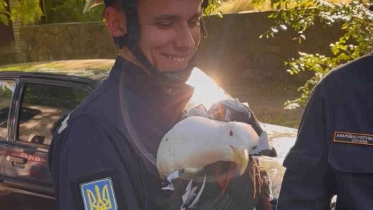 У Запоріжжі врятували птаха, який не міг літати (фото)