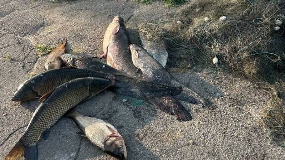 На Запоріжжі з браконьєрских сіток випущено 106 кг живої риби