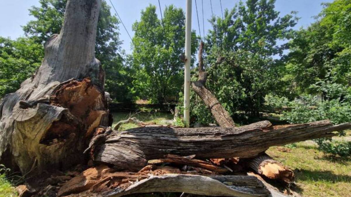 У Запоріжжі хочуть врятувати легендарний 700-річний дуб