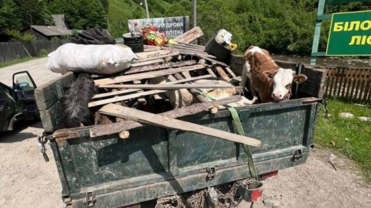 Зверху кози, теля і свині: чоловіки ховалися під худобою, щоб втекти до Румунії