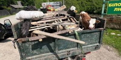 Зверху кози, теля і свині: чоловіки ховалися під худобою, щоб втекти до Румунії