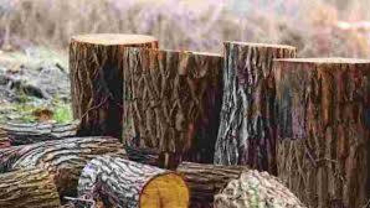 На Запоріжжі «чорні лісоруби» вирубали дерев більше ніж на 3 млн гривень
