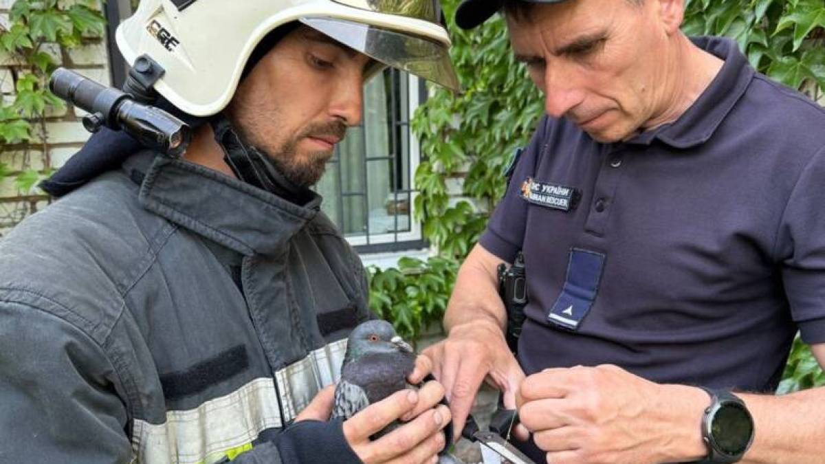 У Запоріжжі врятували голуба, який заплутався у мотузці на електродротах
