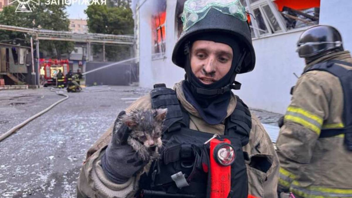У Запоріжжі рятувальники дістали кошеня з палаючої будівлі, пошкодженої внаслідок ранкового обстрілу