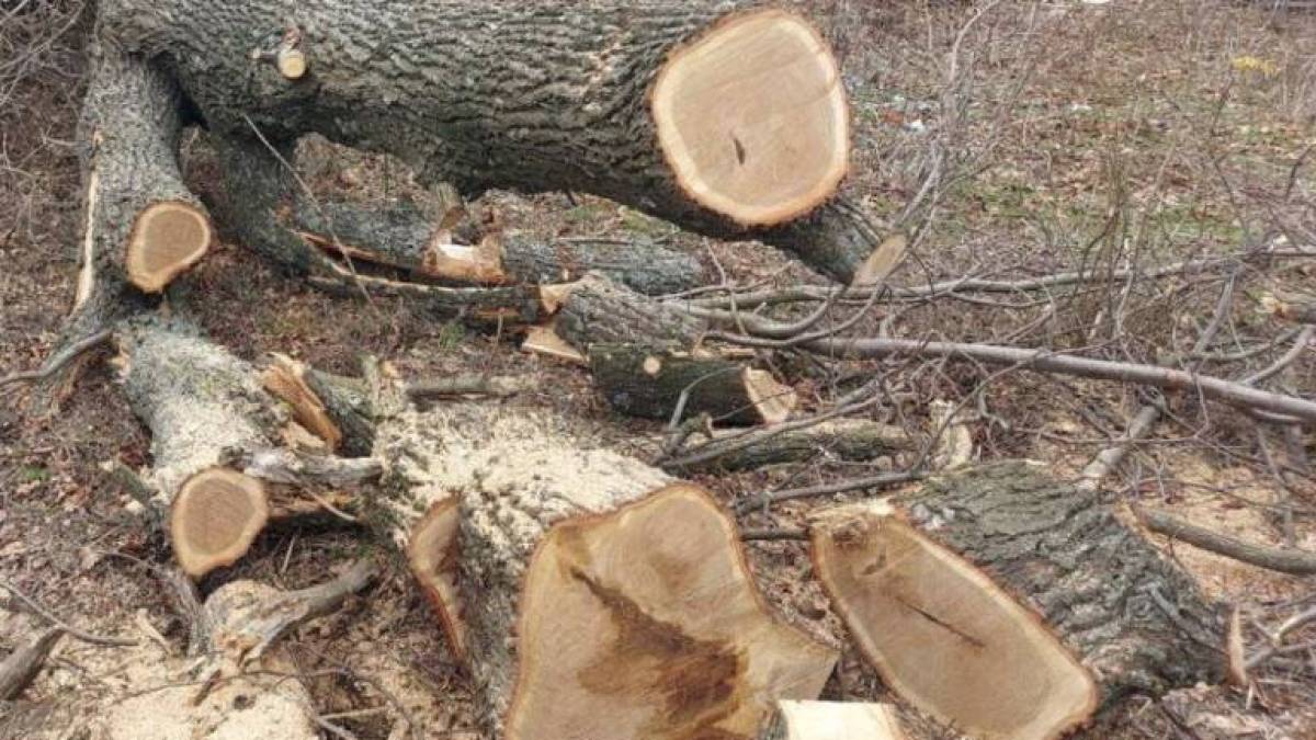 На Запоріжжі за знищений дуб  “чорні лісоруби” заплатять 20 тисяч
