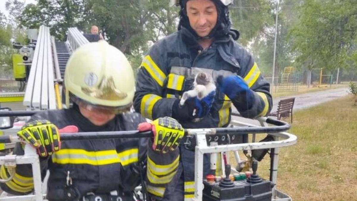 У Запоріжжі врятували котика