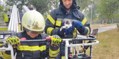 У Запоріжжі врятували котика