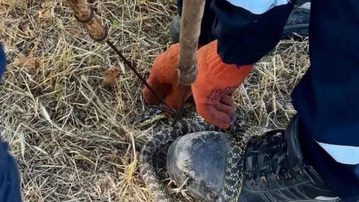 У центрі Запоріжжя виловили змію (фото)