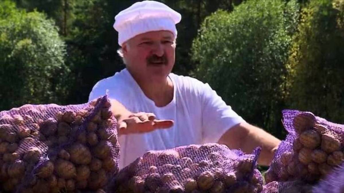 В Білорусі настала картопляна криза: в країні дефіцит картоплі.