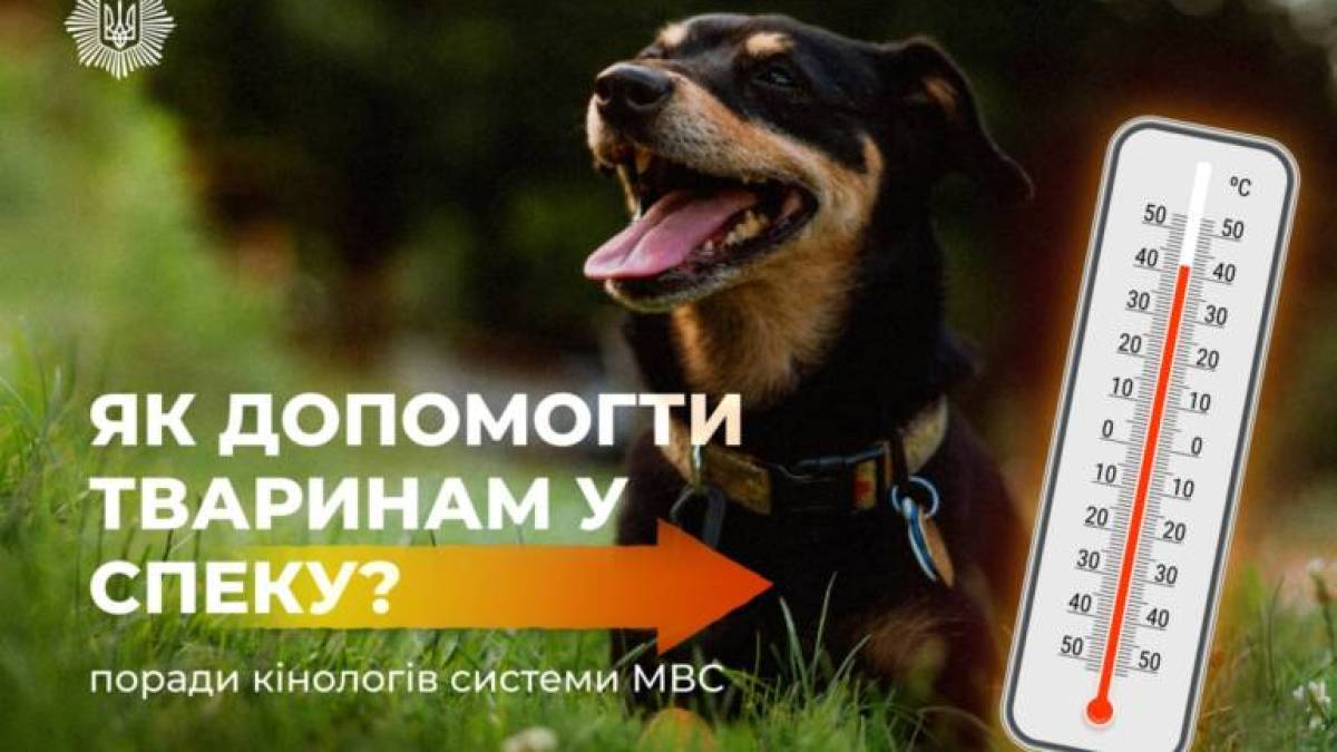 Як потурбуватися про чотирилапих у спеку?