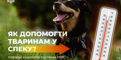 Як потурбуватися про чотирилапих у спеку?