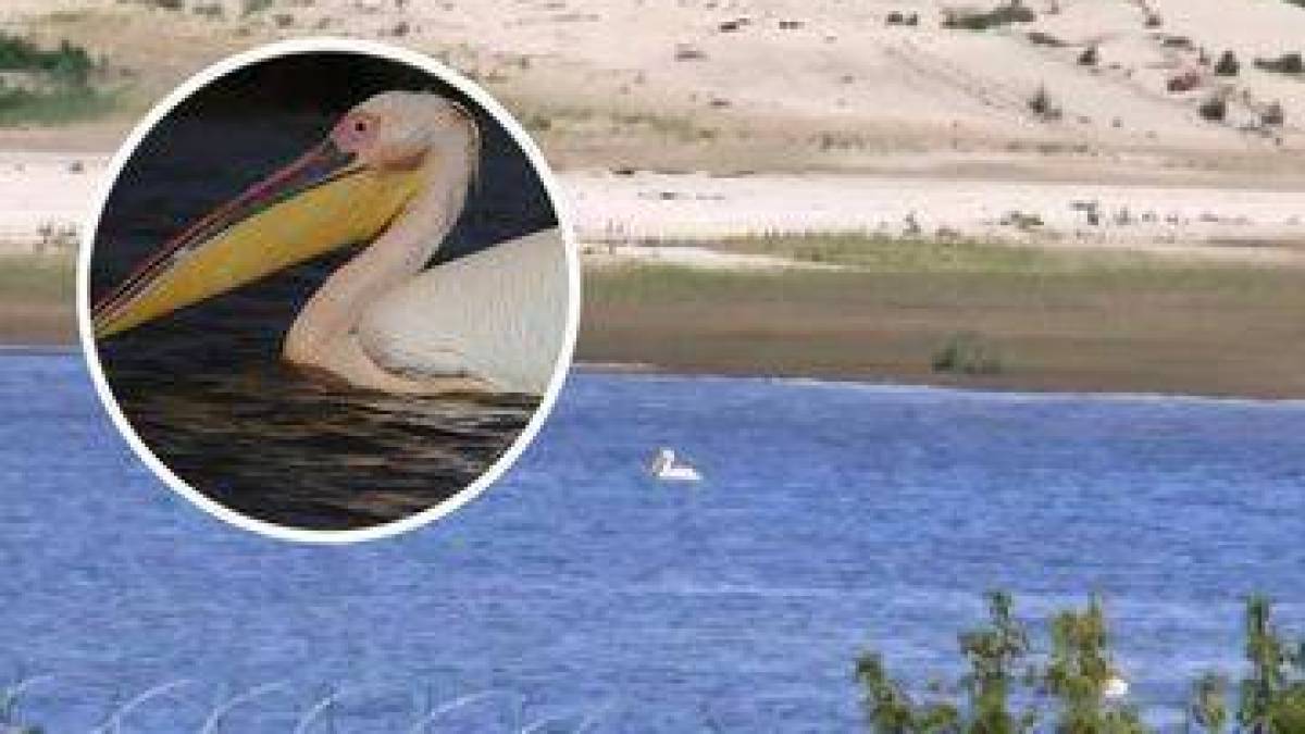 На місці Каховського водосховища оселилися рідкісні птахи
