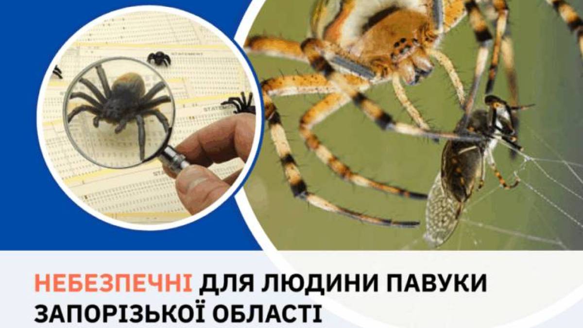 Обережно! Небезпечні павуки!