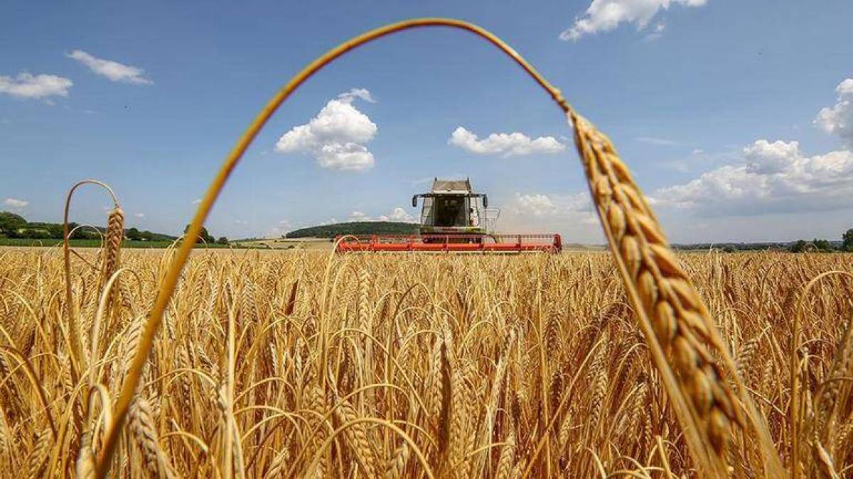 Посуха, сарана і ракети: чи буде Україна з зерном у 2025 році?