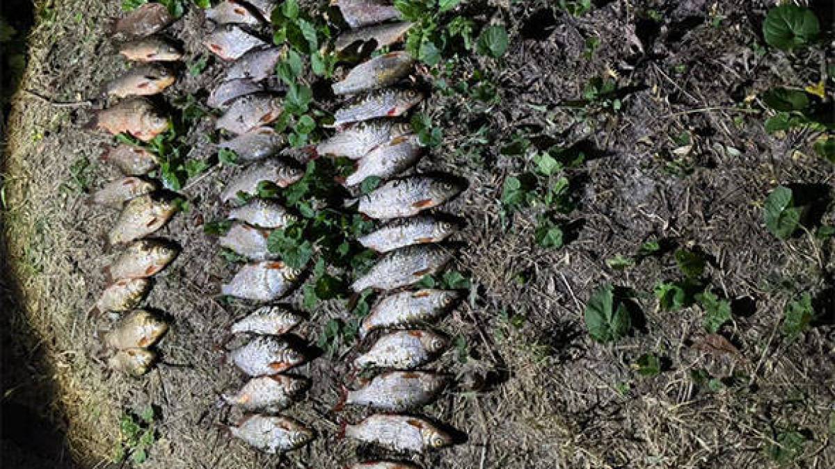 На Дніпровському водосховищі бракон’єр спричинив збитків рибному господарству на майже 70 тис. грн