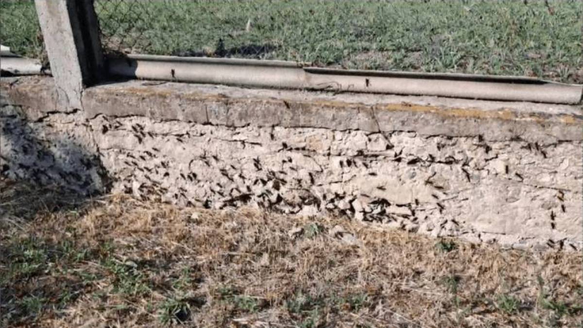 У громаді на Запоріжжі нарешті починають масштабну боротьбу з нашестям сарани