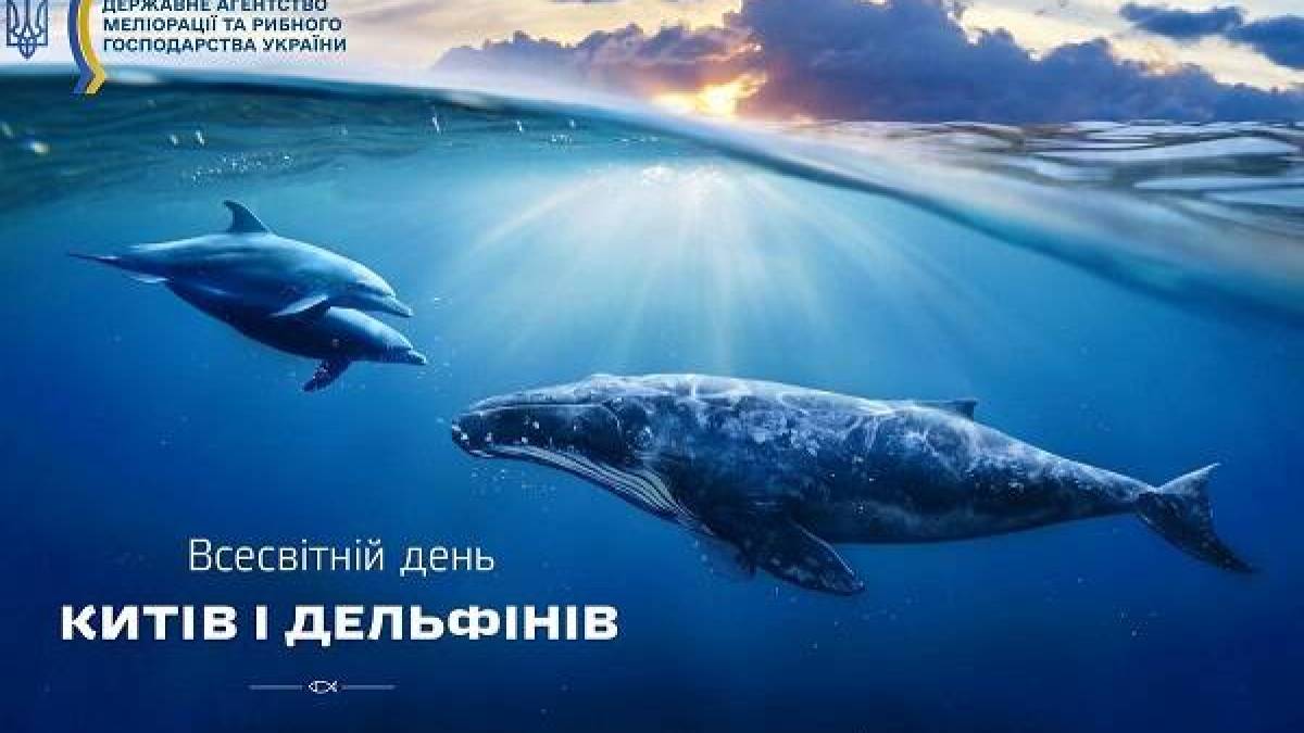 23 липня — Всесвітній день китів і дельфінів