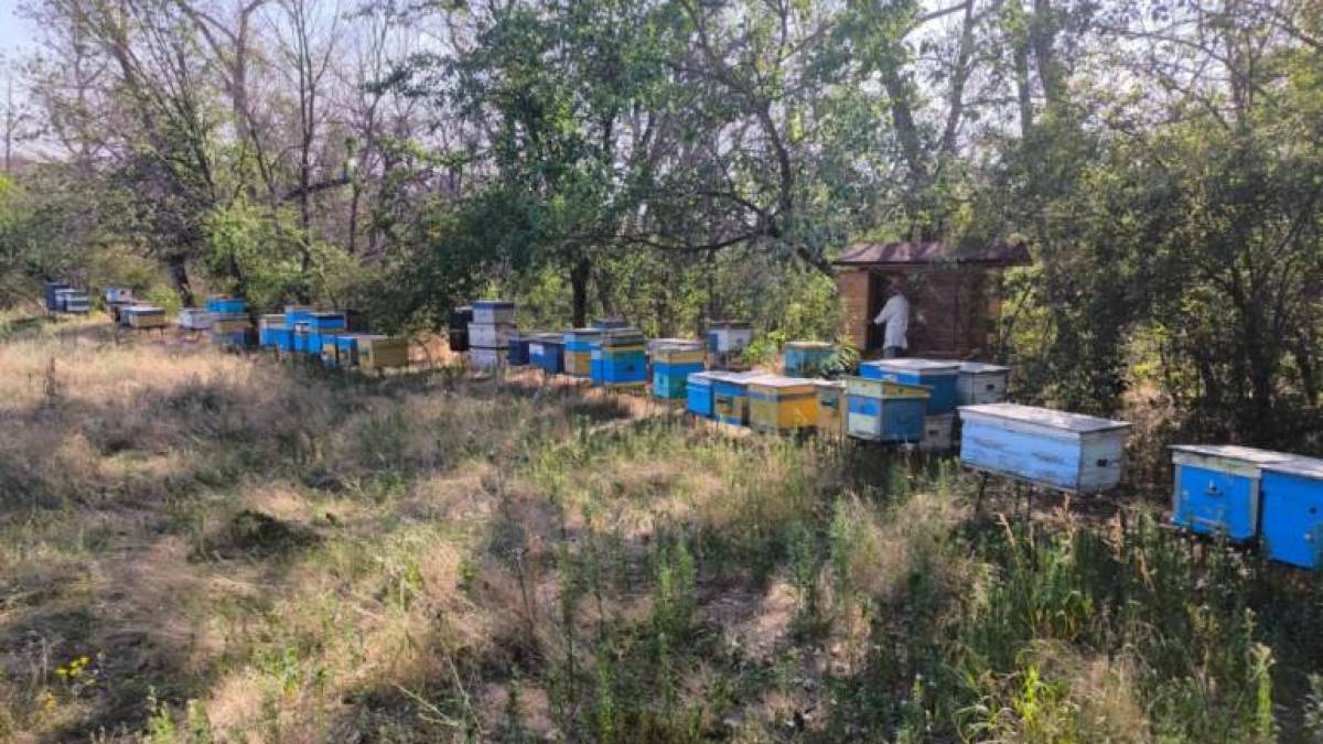 Мед, що лікує, і сон на вуликах: ветеранська бджолина мануфактура з підтримкою  «Блокпосту»